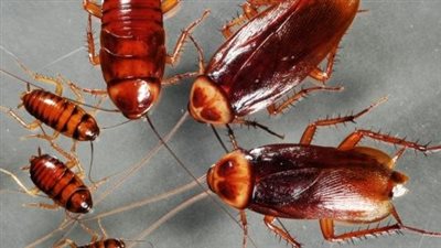 أمريكيون يرحبون بإطلاق الصراصير في منازلهم 