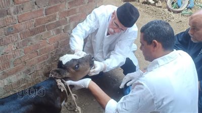 التفاصيل الكاملة لحالة ولادة عجل بـ 3 عيون وفكين ولسانين بالغربية.. مدير الطب البيطري يكلف بتقديم الرعاية للمولود | صور 