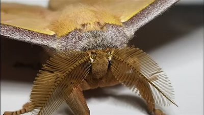 علماء يستخدمون أجنحة العث لإيقاف انعكاس الأصوات على الأسطح الصلبة