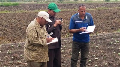 زراعة 44 ألف فدان قطن و295 ألف فدان أرز في البحيرة 