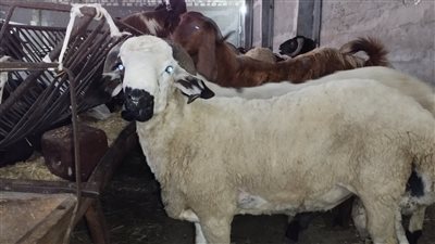 مع اقتراب عيد الاضحي المبارك.. تعرف على أهم مواصفات الأضحية السليمة|فيديو 