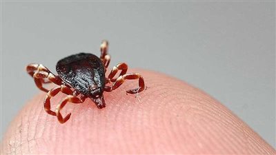 ارتفاع عدد الإصابات بفيروس الحمى النزفية بالعراق 