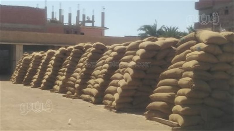 توريد القمح
