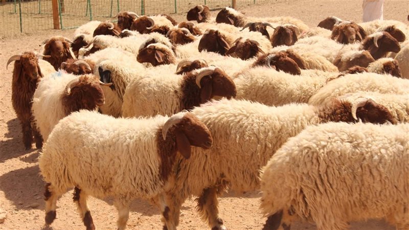 أضحية عيد الأضحي