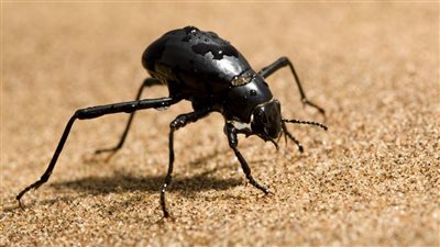 تفسير رؤية الخنفساء في المنام وعلاقتها بالتخلص من الأعداء والحاقدين 