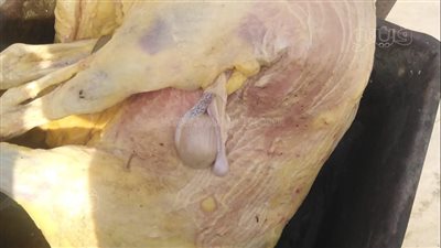 إعدام ذبائح غير صالحة للاستهلاك الآدمى بمجزر أبو خليفة في الإسماعيلية| صور