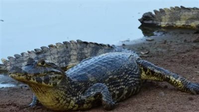 من بينها تمساح النيل.. اكتشاف نوعين جديدين من التماسيح عمرها 18 مليون عام