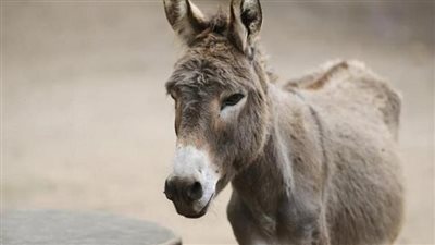 تعثر الحمار فكتب نهايتهم، مصرع ربة منزل وابنيها سقطوا في ترعة العيساوية بسوهاج 