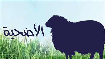 أستاذ بالبحوث البيطرية يكشف شروط سلامة الاضاحي وكيفية فحصها