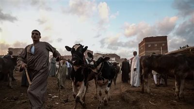 دباغة الجلود: توقعات بذبح مليون رأس ماشية خلال موسم عيد الأضحى 2022