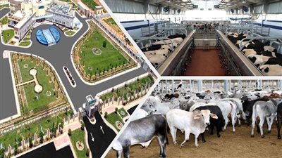 آخر مستجدات مشروعات الإنتاج الحيواني والألبان | صور