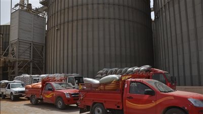 منذ بداية الموسم.. توريد 230 ألف طن للشون والصوامع ببني سويف