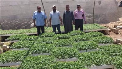 جولات لمتابعة زراعة تقاوي الخضر بالإسماعيلية| صور