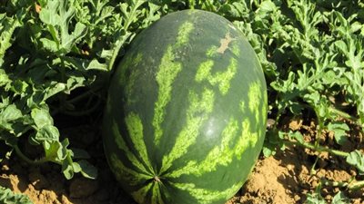 مستشار وزير الزراعة يستنكر شائعات تسمم البطيخ: المزارع قعد 500 ألف دقيقة جنب البطيخة | فيديو 