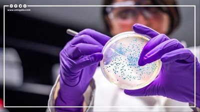 يمكن رؤيتها بالعين.. اكتشاف أكبر بكتيريا في العالم | فيديوجراف