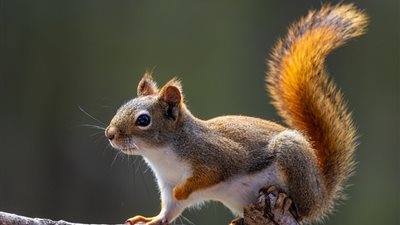 سنجاب يقطع الكهرباء عن 3000 شخص بالولايات المتحدة