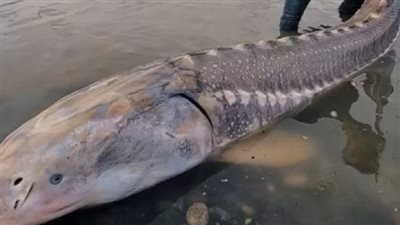 عمرها 100 عام.. اصطياد سمكة حفش أبيض عملاقة