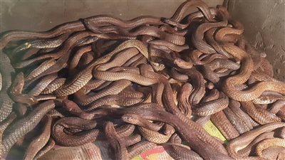 لدغة سامة تقود الشرطة الألمانية إلى مزرعة أفاعي