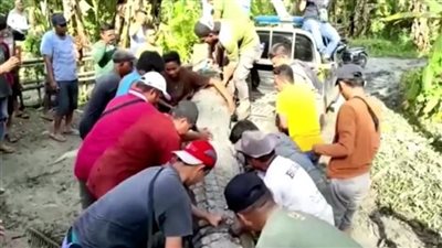 إندونيسي يصطاد تمساحا عملاقا تجاوز طوله 4 أمتار باستخدام حبل