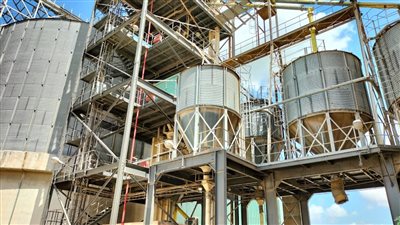 توريد 93 ألف طن قمح لصوامع الإسكندرية منذ بداية الموسم