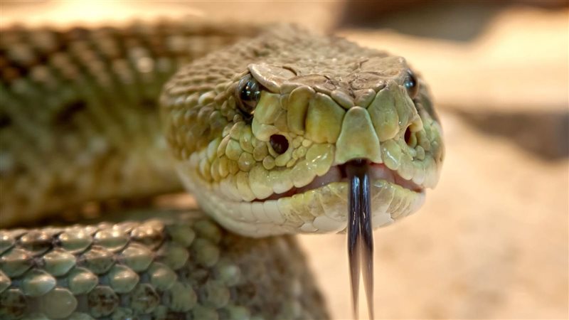   تفسير حلم قتل الثعبان