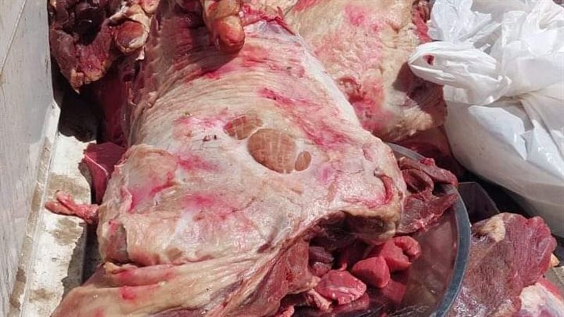 ضبط لحوم فاسدة بالجيزة