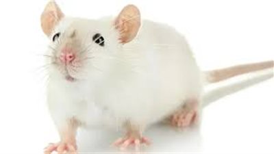  تفسير رؤية الفأر الأبيض في المنام وعلاقتها بالنميمة والغيبة