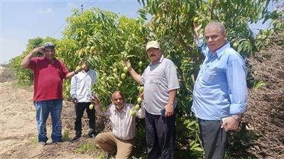 إدارة الإرشاد الزراعي بالإسماعيلية تعلن زيادة محصول المانجو الموسم الحالي | صور 