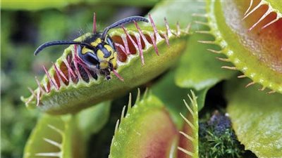 مفترس للحشرات.. نوع جديد من النبات يصطاد بطريقة مختلفة