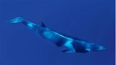 رصد حوت بطول 10 أمتار في نهر السين