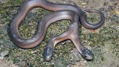 ثعبان برأسين.. مفاجأة صادمة لصائد أفاعي