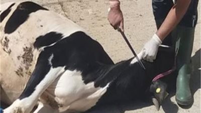 حبس سنة وغرامة 10 آلاف جنيه.. عقوبة الذبح خارج المجازر