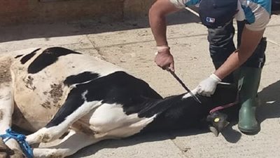  تفسير رؤية ذبح البقرة في المنام وعلاقته بالخير والرزق الوفير