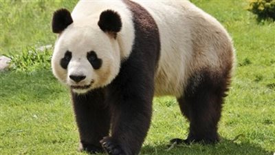 اكتشاف يعود لـ6 ملايين عام.. باندا بإباهمين في الصين | صور