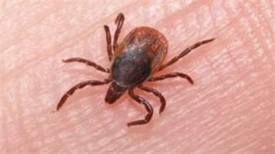 الحمى النزفية تتفشى في العراق.. ومخاوف من انتشارها بالدول العربية