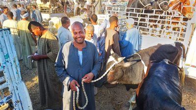 إقبال بسوق إسنا للمواشي على شراء الأضحية|صور 