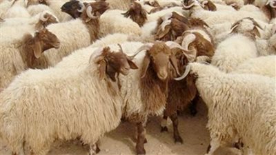 تعرف على أسعار الأضاحي بمنافذ وزارة التموين 