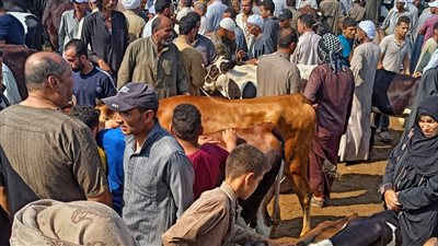كيلو العجول وصل 75 جنيها.. أسعار الأضاحى بالأسواق |صور