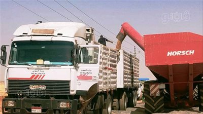 توريد 82.6 % من المستهدف لمحصول القمح في أسوان 