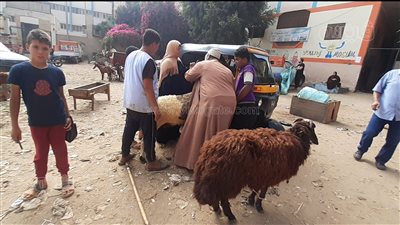 بالأسعار.. جولة في سوق المواشي والأغنام وانواعها قبل العيد بالغربية|فيديو
