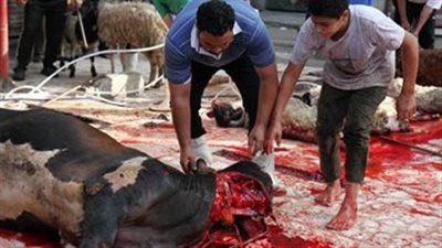 الطب البيطري بالقاهرة: تفعيل غرفة العمليات و الطوارئ استعدادا لعيد الأضحى