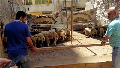 انتشار شوادر بيع المواشى بميادين الإسكندرية قبل العيد 
