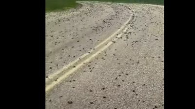 شاهد | جحافل من الحشرات تغزو ولاية أمريكية 