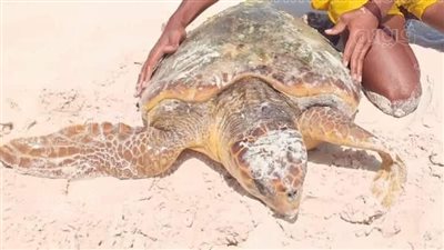 إنقاذ سُلحفاة كبيرة مُهددة بالانقراض بشواطئ الساحل الشمالي |صور