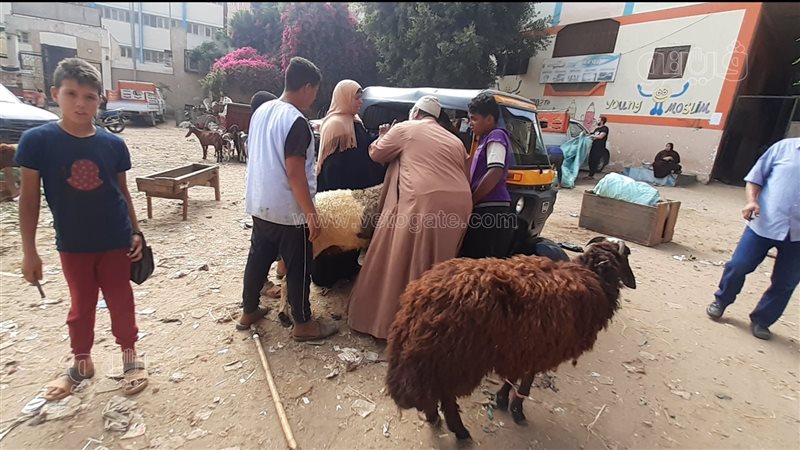 سوق المواشي بالغربية