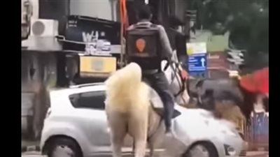 على ظهر حصان.. عامل هندي يبتكر طريقة غريبة لتوصيل الطلبات| فيديو