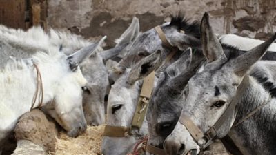 علاج سحري بالمكسرات.. تقرير يفك لغز العثور على الحمير المسلوخة فى مصر