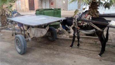 مصرع عجوز انقلبت عليه «عربة كارو» بالسنطة في الغربية