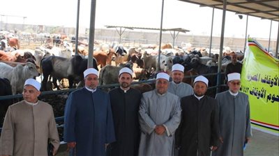 وكيل أوقاف الإسماعيلية يتفقد رؤوس أضاحي الصكوك بالصالحية الجديدة| صور 