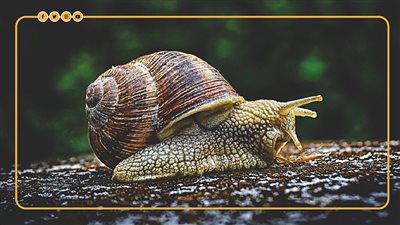 يعيش 9 سنوات ويتكاثر بمفرده.. الحلزون العملاق يغزو ولاية أمريكية| فيديوجراف